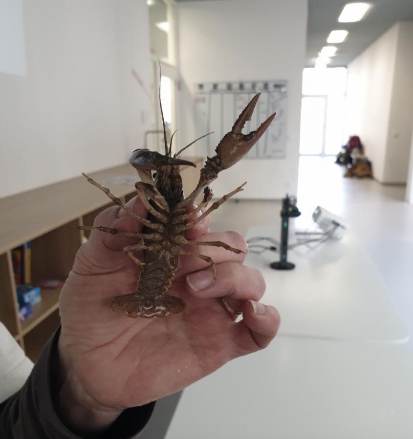 Besuch von Frau Carl zum Thema „Amphibien“ am 13.03.20