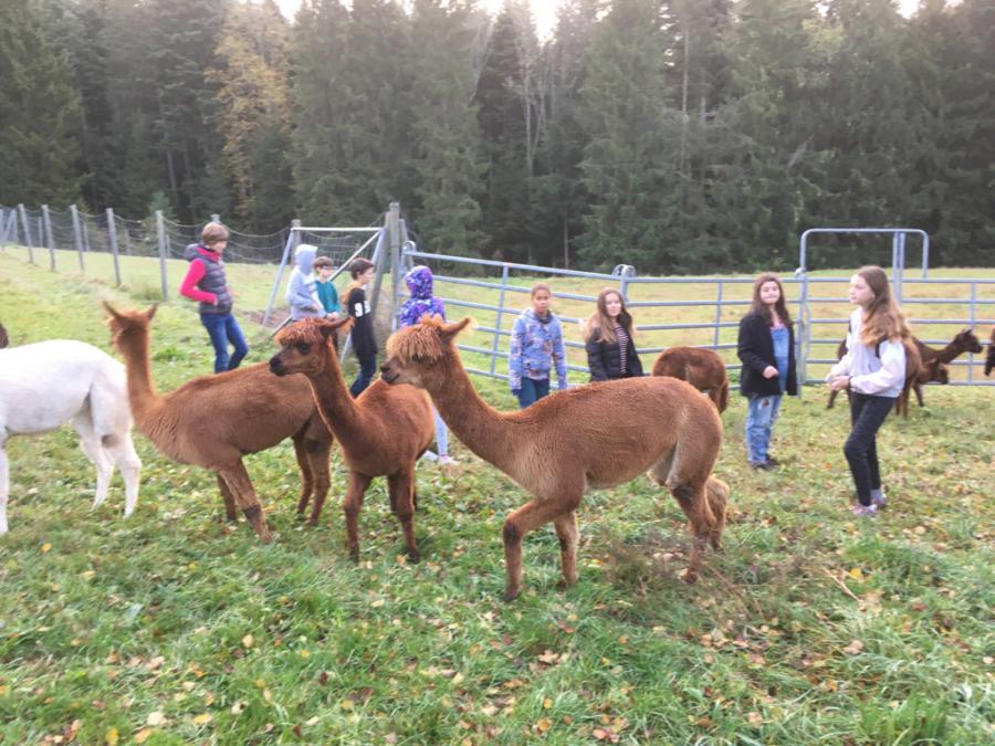 Landschulheim der Saphire 18.10.19